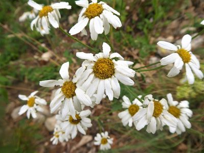 Tanacetum corymbosum, photographed by Michael Andresek
