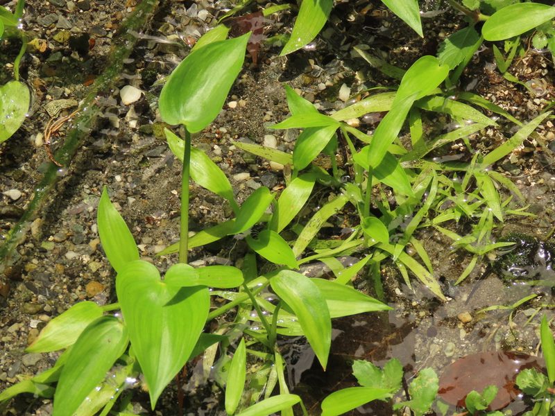 Pontederia vaginalis, photographed by chiuluan