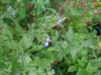 Anchusa arvensis, photographed by Brenda Black