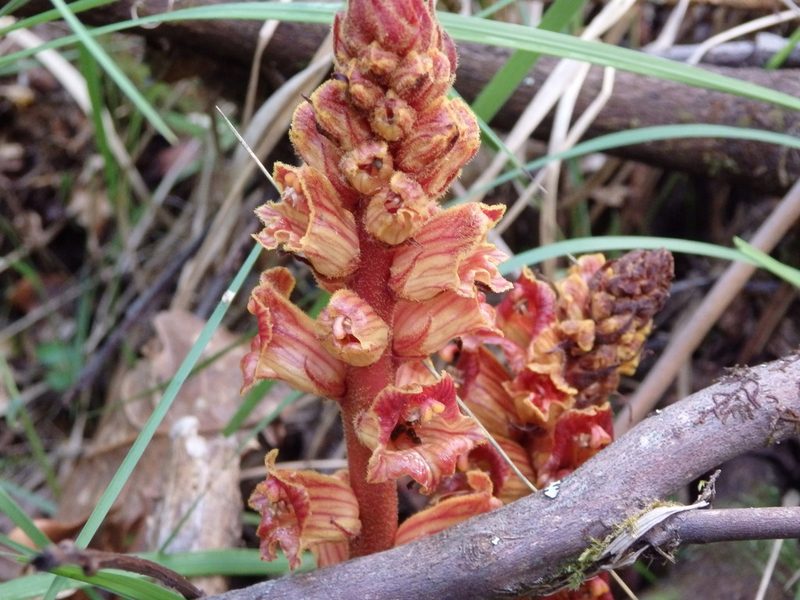 Orobanche gracilis, photographed by Carminda Santos