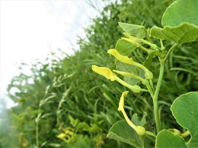 Aristolochia clematitis, photographed by Michael Andresek