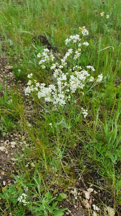 Galium hexanarium, photographed by Анна Митрошенкова