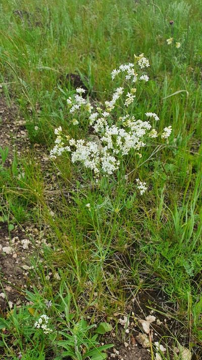 Galium hexanarium, photographed by Анна Митрошенкова