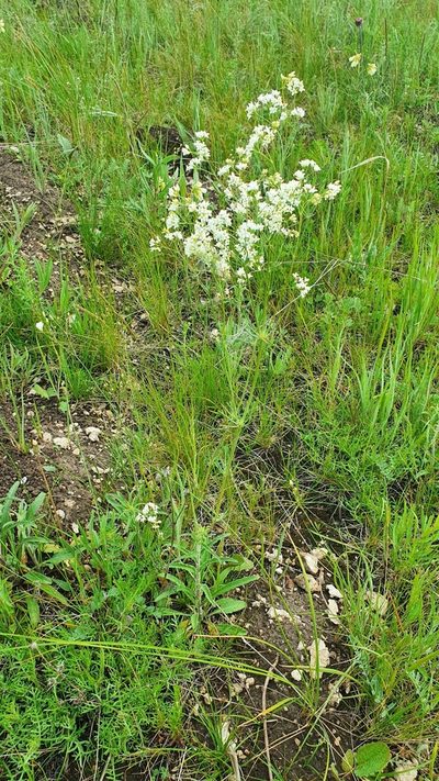 Galium hexanarium, photographed by Анна Митрошенкова