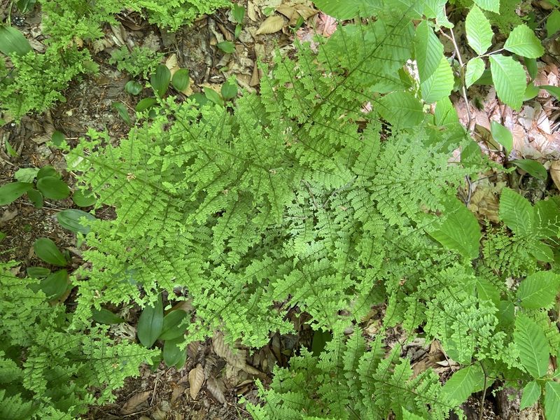Dryopteris campyloptera, photographed by Jim Bennett