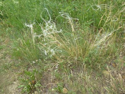 Stipa pennata, photographed by Michael Andresek