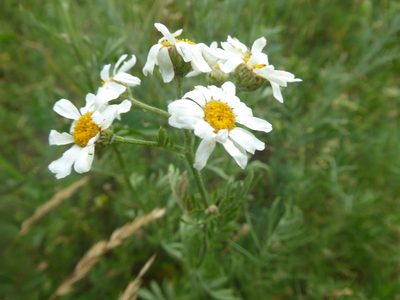 Tanacetum corymbosum, photographed by Michael Andresek