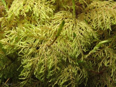 Hylocomium splendens, photographed by José Luis Camaño