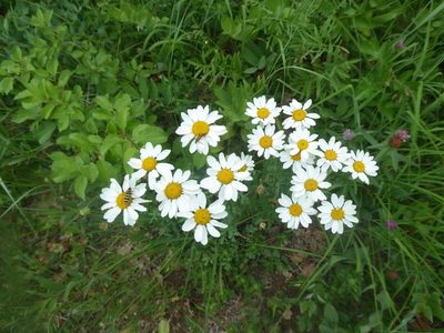 Tanacetum corymbosum, photographed by Michael Andresek
