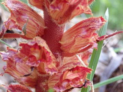 Orobanche gracilis, photographed by Carminda Santos