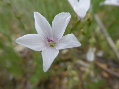 Linum tenuifolium, photographed by Michael Andresek