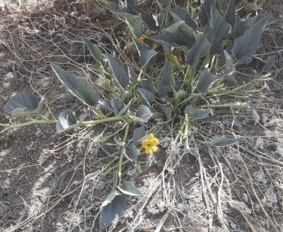 Cucurbita foetidissima, photographed by bmasinton