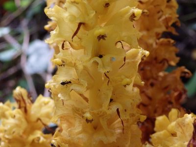 Orobanche rapum-genistae, photographed by Carminda Santos