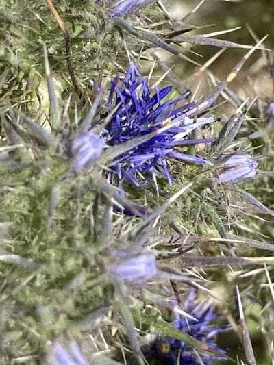 Cardopatium corymbosum, photographed by Andre Hosper