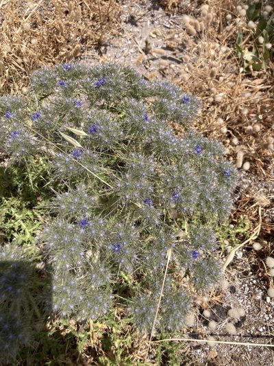 Cardopatium corymbosum, photographed by Andre Hosper