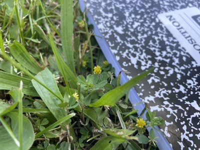 Trifolium dubium, photographed by Seth Wollney