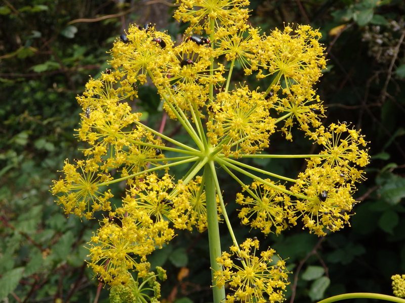Thapsia villosa, photographed by Carminda Santos
