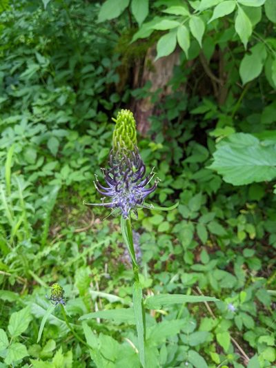 Phyteuma ovatum, photographed by Tobias Schönberg