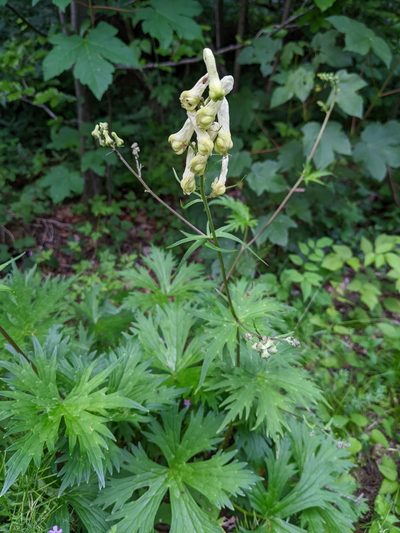 Aconitum vulparia, photographed by Tobias Schönberg