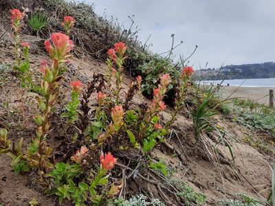 Castilleja affinis, photographed by Jeffrey Lee (he/him/his)