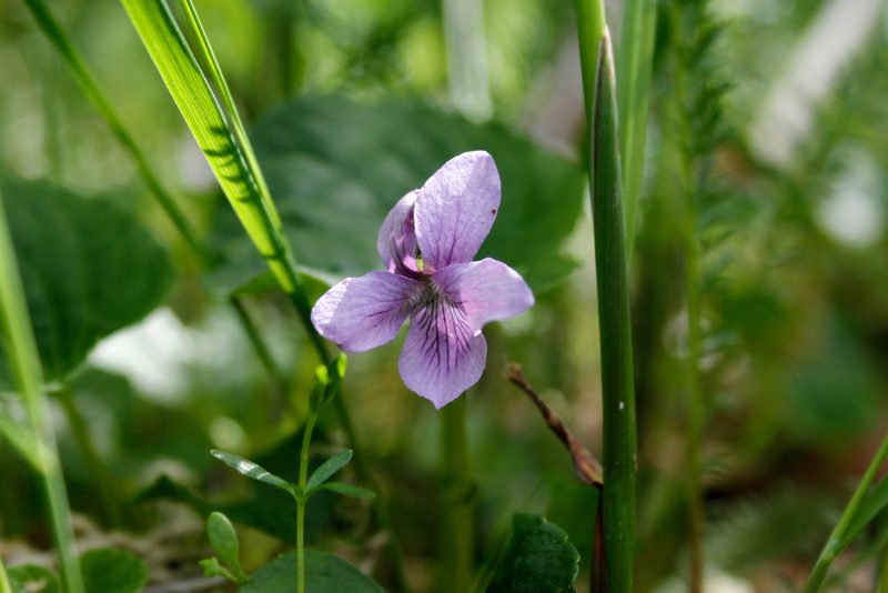 Viola epipsiloides, photographed by steve b