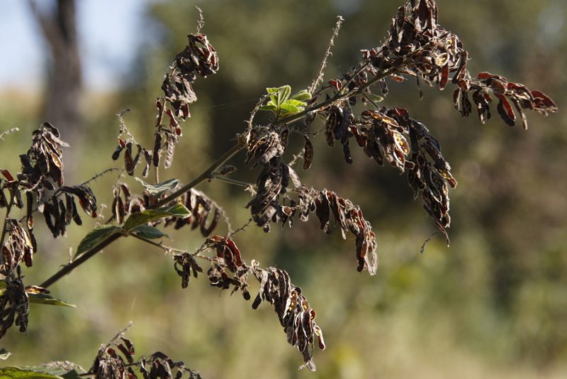 Pseudarthria hookeri, photographed by Tony Rebelo