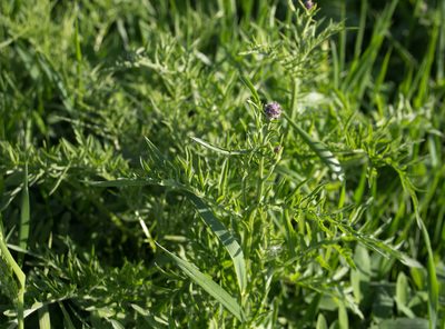 Centaurea scabiosa, photographed by Anastasia_Surkova