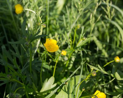 Ranunculus polyanthemos, photographed by Anastasia_Surkova