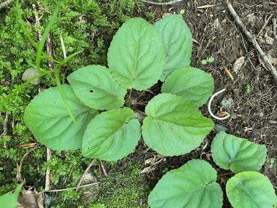 Viola rotundifolia, photographed by Tom Scavo