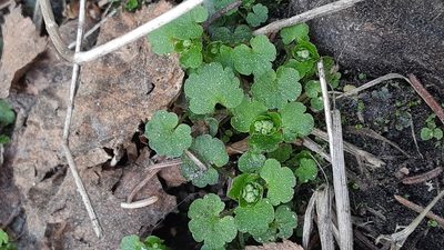 Chrysosplenium tetrandrum
