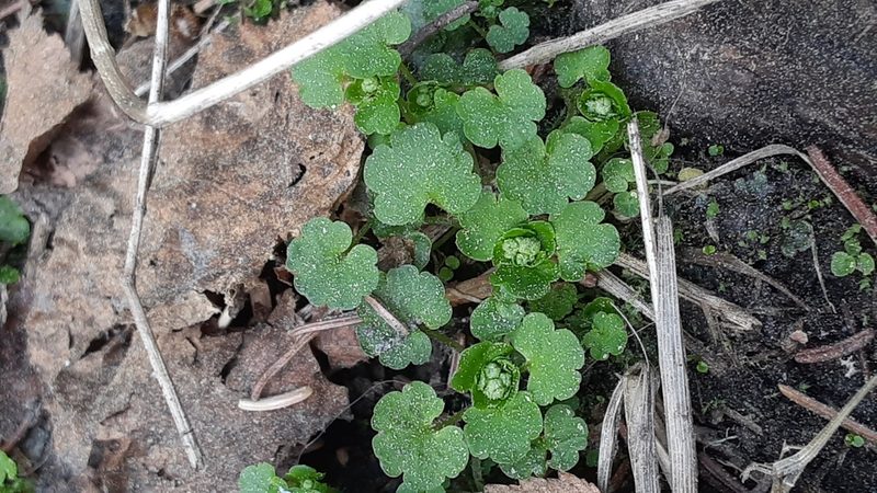 Chrysosplenium tetrandrum, photographed by lauralaska66