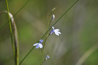 Lobelia kalmii, photographed by Skyler Principe
