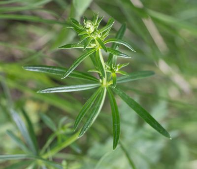 Galium mollugo, photographed by Anastasia_Surkova