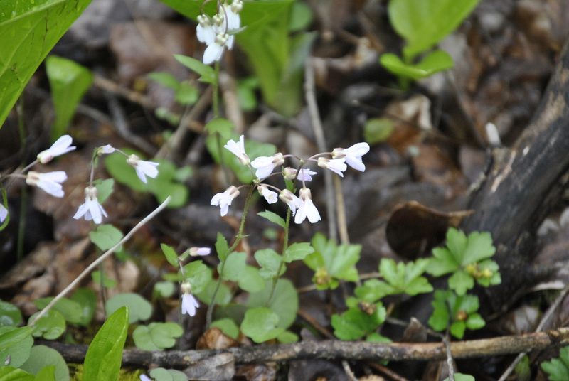 Cardamine douglassii, photographed by Skyler Principe
