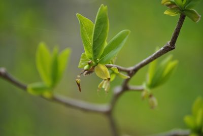 Dirca palustris, photographed by Skyler Principe