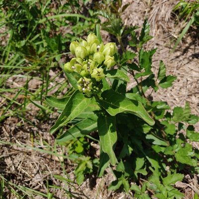 Asclepias viridis, photographed by Maegan Bacon