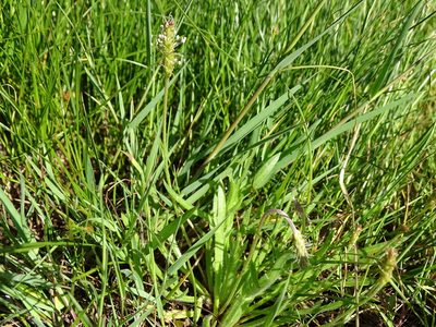 Plantago coronopus, photographed by Grzegorz Grzejszczak