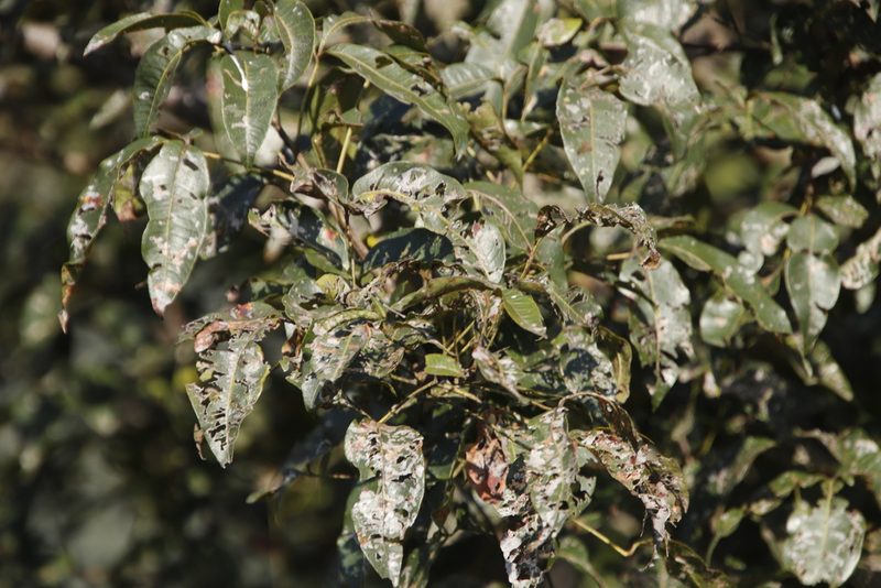 Searsia chirindensis, photographed by Tony Rebelo