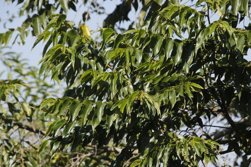 Trema orientale, photographed by Tony Rebelo