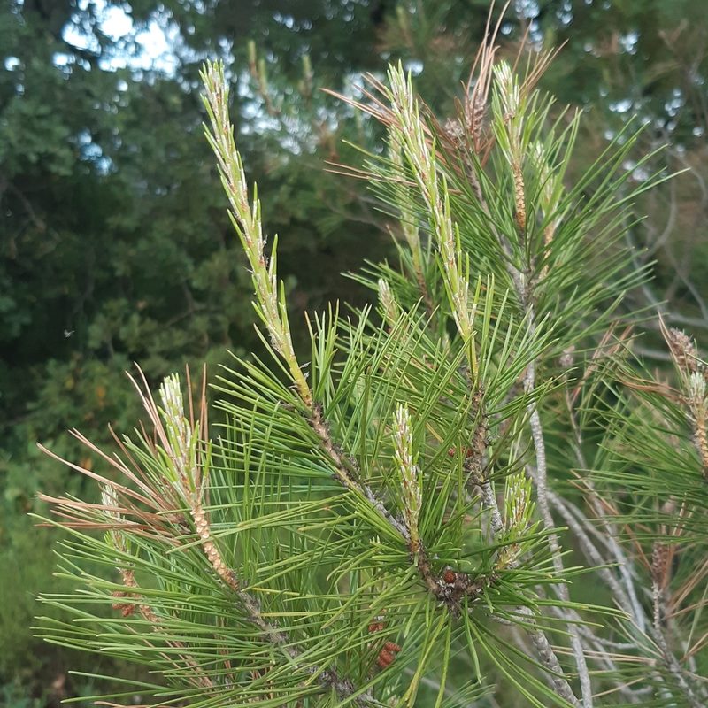 Pinus halepensis, photographed by Louis Aureglia