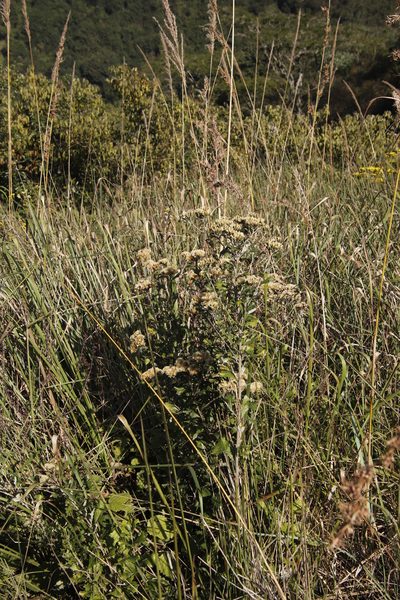 Gymnanthemum corymbosum, photographed by Tony Rebelo