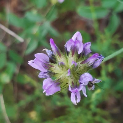 Bituminaria bituminosa, photographed by Louis Aureglia