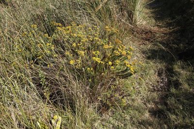 Phymaspermum acerosum, photographed by Tony Rebelo