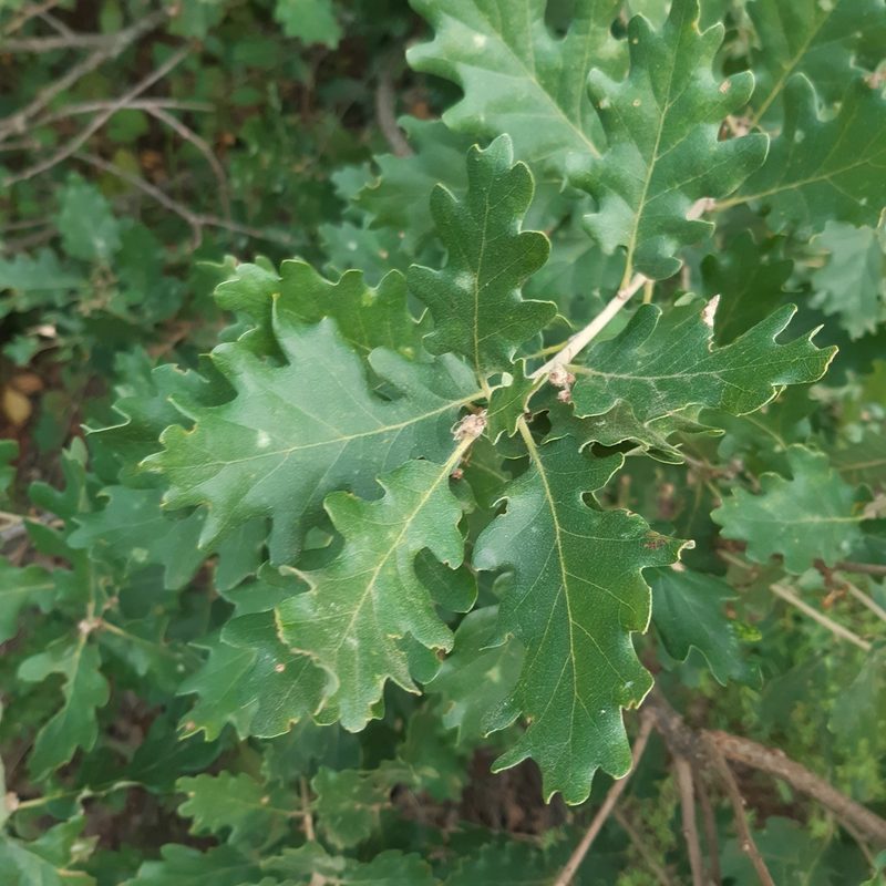 Quercus pubescens, photographed by Louis Aureglia