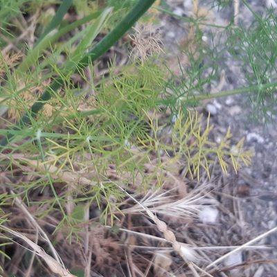 Foeniculum vulgare, photographed by Louis Aureglia