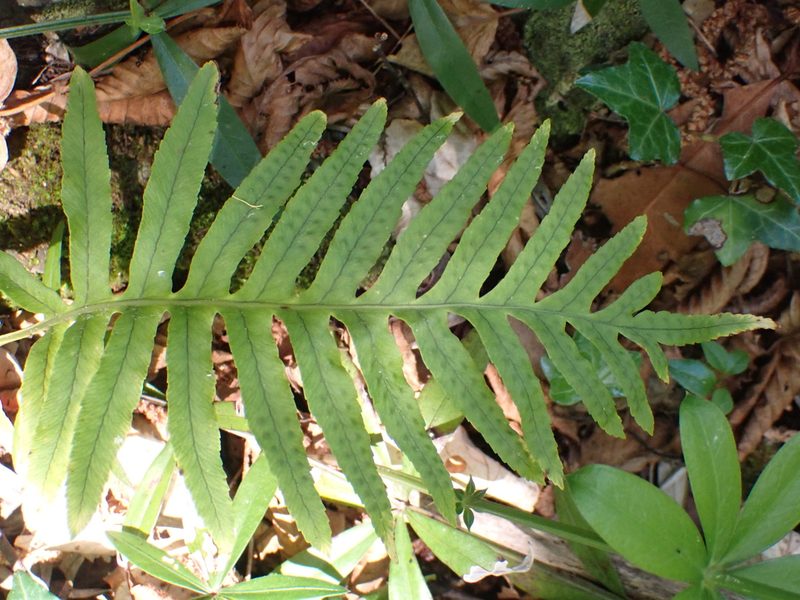 Polypodium cambricum, photographed by luluchouette