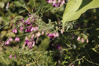 Polygala virgata, photographed by Tony Rebelo