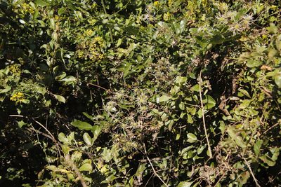 Clematis brachiata, photographed by Tony Rebelo