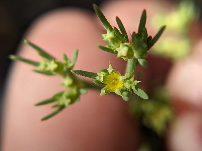 Paronychia jamesii, photographed by Eric Knight