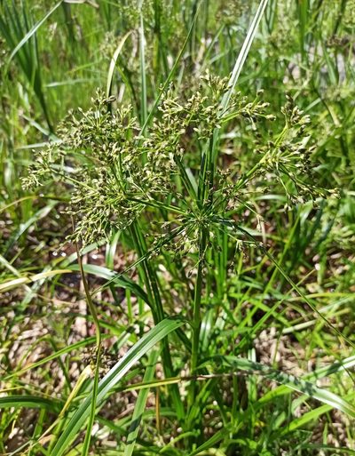 Scirpus radicans, photographed by Элеонора Анатольевна